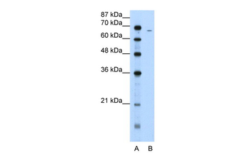 FGA Rabbit Polyclonal Antibody