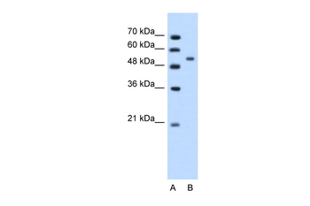PLIN Rabbit Polyclonal Antibody