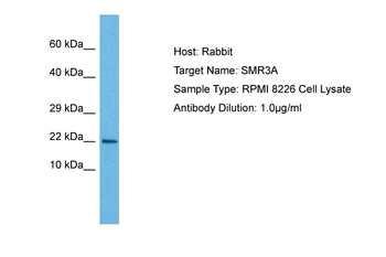 SMR3A Rabbit Polyclonal Antibody