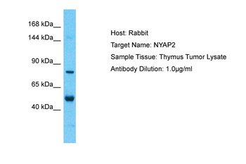 NYAP2 Rabbit Polyclonal Antibody