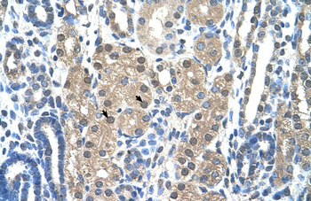 GZMH Rabbit Polyclonal Antibody