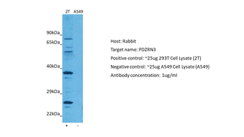PDZRN3 Rabbit Polyclonal Antibody