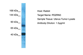 PDZRN3 Rabbit Polyclonal Antibody