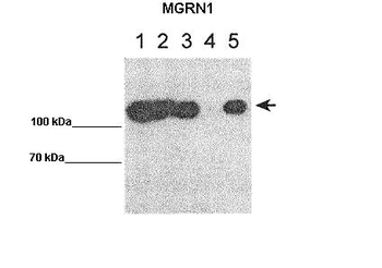 MGRN1 Rabbit Polyclonal Antibody