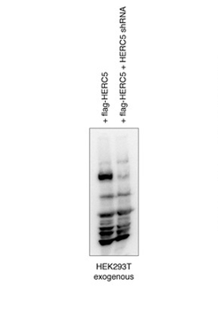 HERC5 Rabbit Polyclonal Antibody