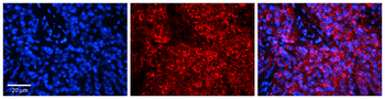 HERC5 Rabbit Polyclonal Antibody
