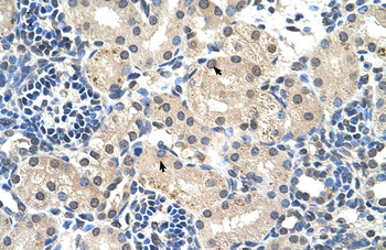 C14orf130 Rabbit Polyclonal Antibody