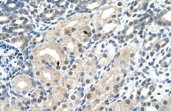 C14orf130 Rabbit Polyclonal Antibody