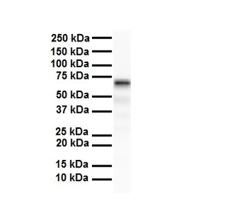 SLC5A5 Rabbit Polyclonal Antibody