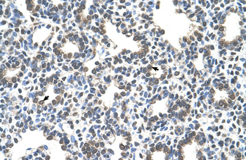 SLC43A3 Rabbit Polyclonal Antibody
