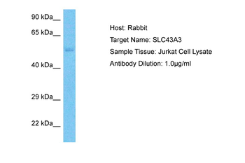SLC43A3 Rabbit Polyclonal Antibody