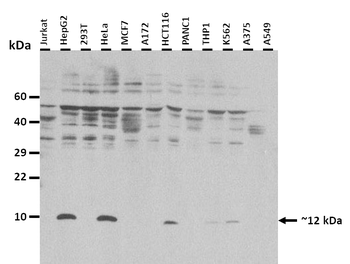 SLC35C1 Rabbit Polyclonal Antibody