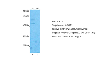 SLC35C1 Rabbit Polyclonal Antibody