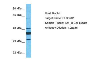 SLC35C1 Rabbit Polyclonal Antibody