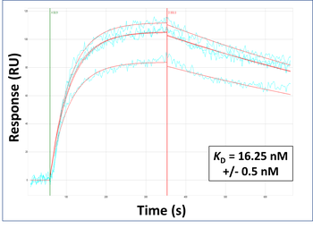 SLC25A28 Rabbit Polyclonal Antibody