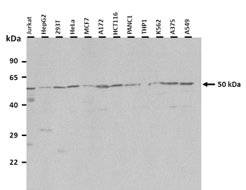 SLC46A1 Rabbit Polyclonal Antibody