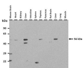 Slc36a4 Rabbit Polyclonal Antibody