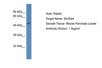 Slc36a4 Rabbit Polyclonal Antibody