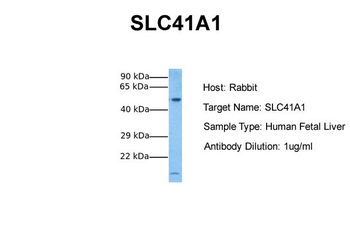 SLC41A1 Rabbit Polyclonal Antibody