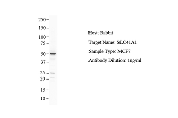 SLC41A1 Rabbit Polyclonal Antibody