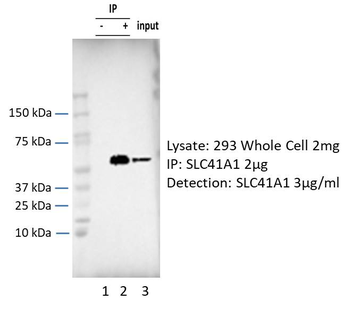 SLC41A1 Rabbit Polyclonal Antibody