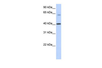 TMEM195 Rabbit Polyclonal Antibody