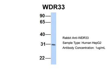 WDR33 Rabbit Polyclonal Antibody