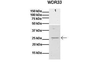 WDR33 Rabbit Polyclonal Antibody