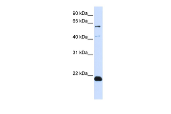 C14orf180 Rabbit Polyclonal Antibody