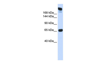 SI Rabbit Polyclonal Antibody