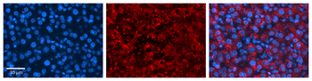 ASAHL Rabbit Polyclonal Antibody