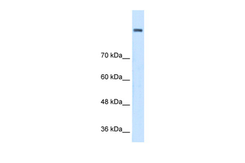AOC2 Rabbit Polyclonal Antibody