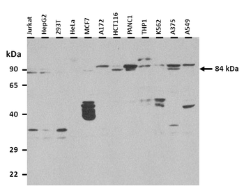 AOC2 Rabbit Polyclonal Antibody