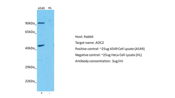 AOC2 Rabbit Polyclonal Antibody