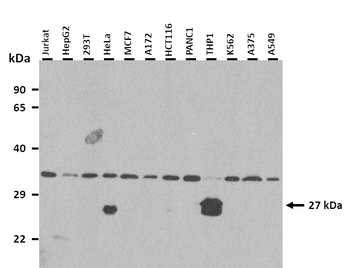 SECTM1 Rabbit Polyclonal Antibody