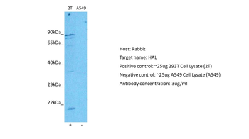 HAL Rabbit Polyclonal Antibody