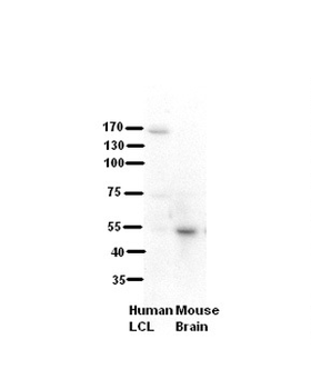 RRP1 Rabbit Polyclonal Antibody