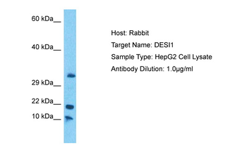 D15Wsu75e Rabbit Polyclonal Antibody