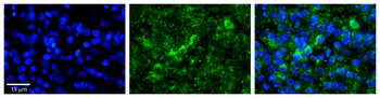 WBP11 Rabbit Polyclonal Antibody
