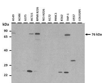 TMEM48 Rabbit Polyclonal Antibody