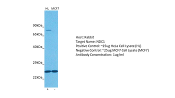 TMEM48 Rabbit Polyclonal Antibody