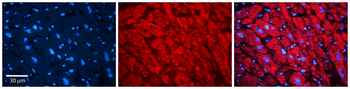 DAG1 Rabbit Polyclonal Antibody