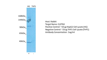 CLSTN3 Rabbit Polyclonal Antibody