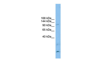 CLSTN3 Rabbit Polyclonal Antibody