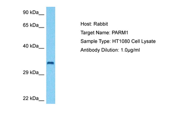 PARM1 Rabbit Polyclonal Antibody