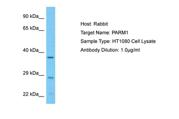 PARM1 Rabbit Polyclonal Antibody