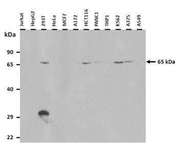 GALNAC4S-6ST Rabbit Polyclonal Antibody