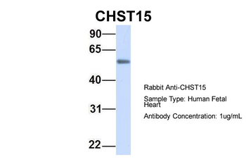 GALNAC4S-6ST Rabbit Polyclonal Antibody