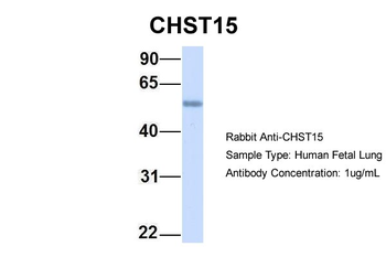 GALNAC4S-6ST Rabbit Polyclonal Antibody
