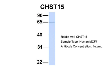 GALNAC4S-6ST Rabbit Polyclonal Antibody